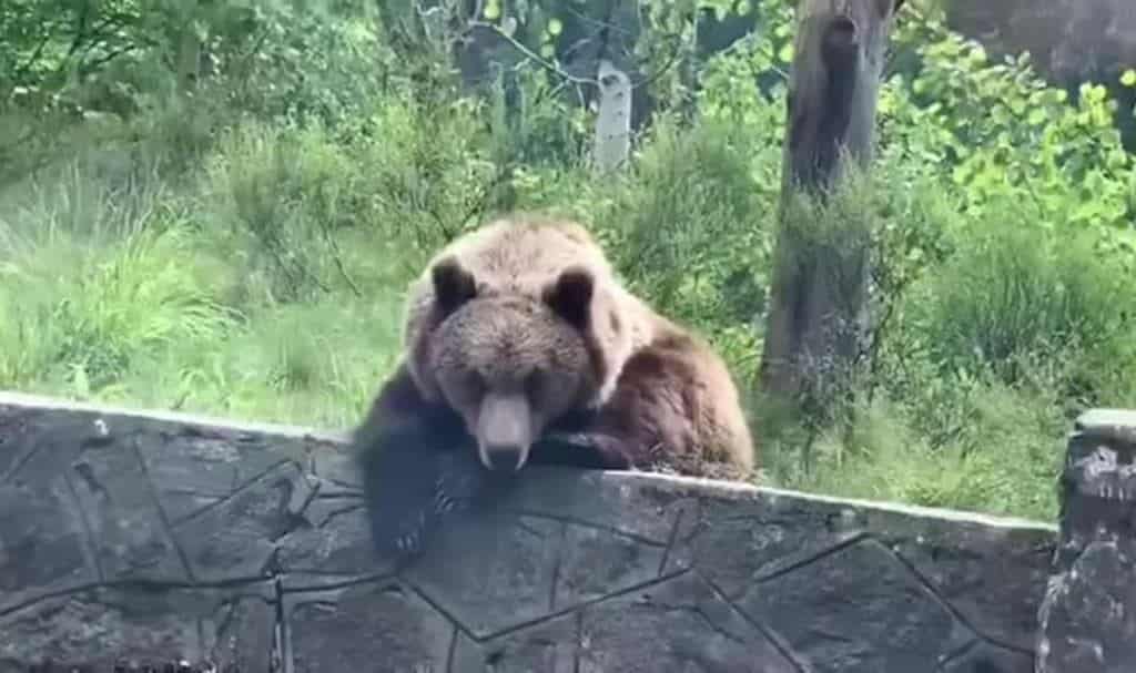 video atenție – urși! animalele se plimbă nestingherite pe transfăgărășan