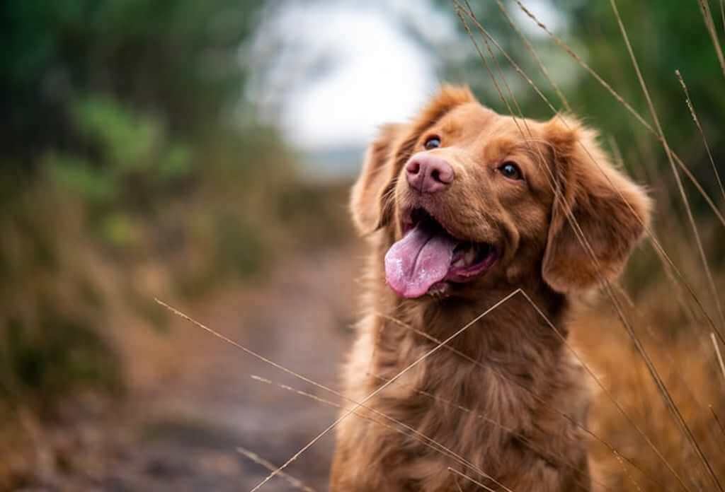 un an din viața unui câine, echivalent cu 7 ani la om - cercetătorii demontează mitul