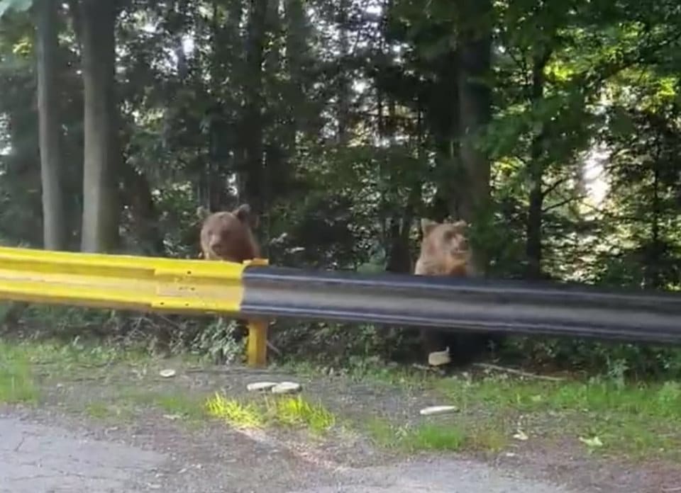 video întâlnire cu urșii pe transfăgărășan - reacția turiștilor la vederea animalelor sălbatice