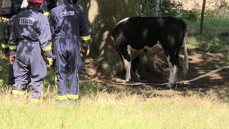 curiozitatea aproape a omorât o vacă - a rămas cu capul blocat într-o scorbură de copac