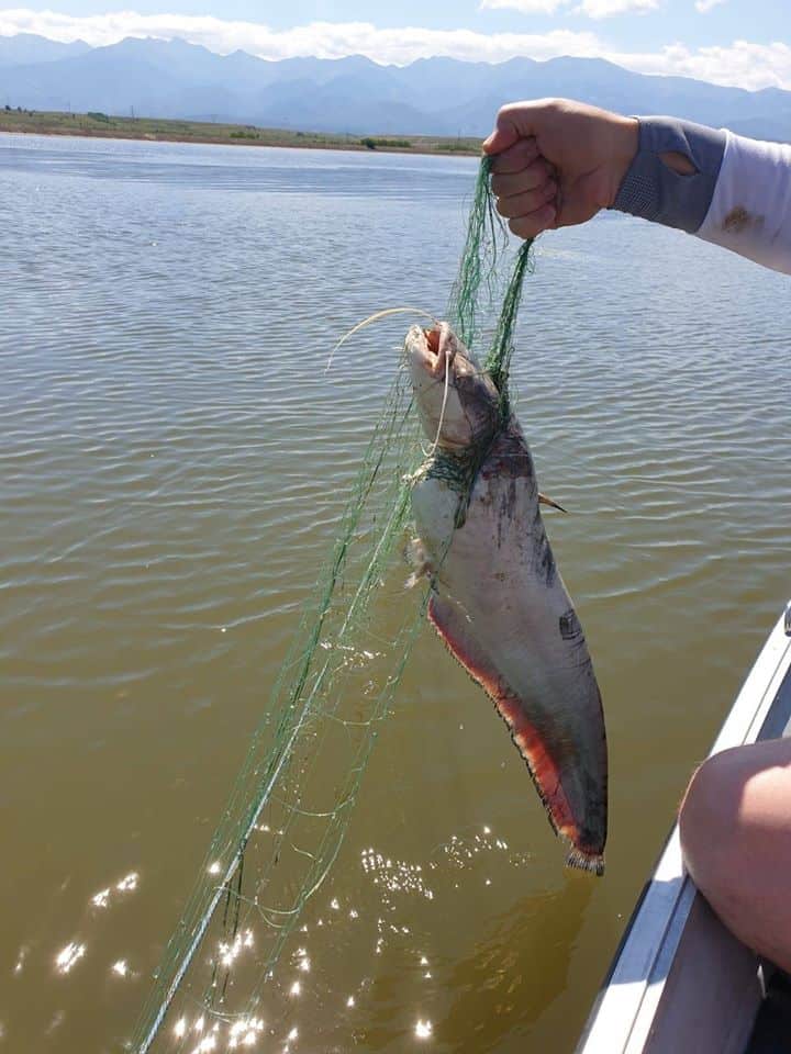 foto genocid piscicol pe olt la avrig - sute de kilograme de pește prinse în plasele braconierilor