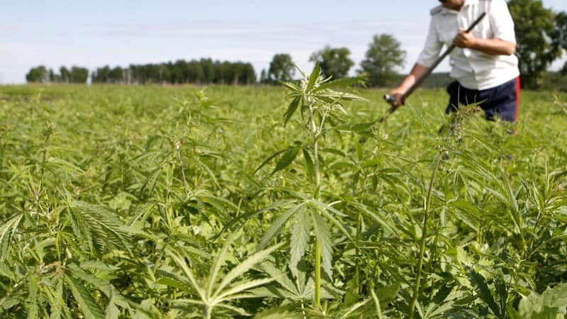 cultură de cannabis descoperită într-o poiană dintr-un sat - cultivatorii le îngrijeau atent