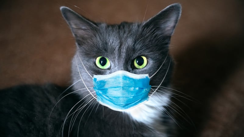 medicamentele pentru tratarea coronavirusului la pisici pot fi eficiente şi pentru oameni