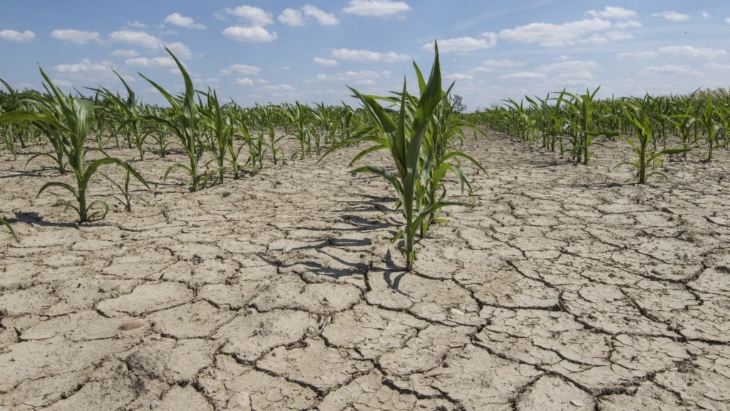 anul agricol afectat de secetă - producţia scade cu 30 la sută