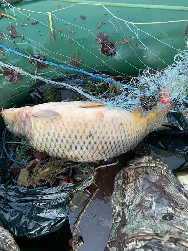 foto braconierii în acțiune pe olt - zeci de kilograme de pește găsit în plasele montate ilegal