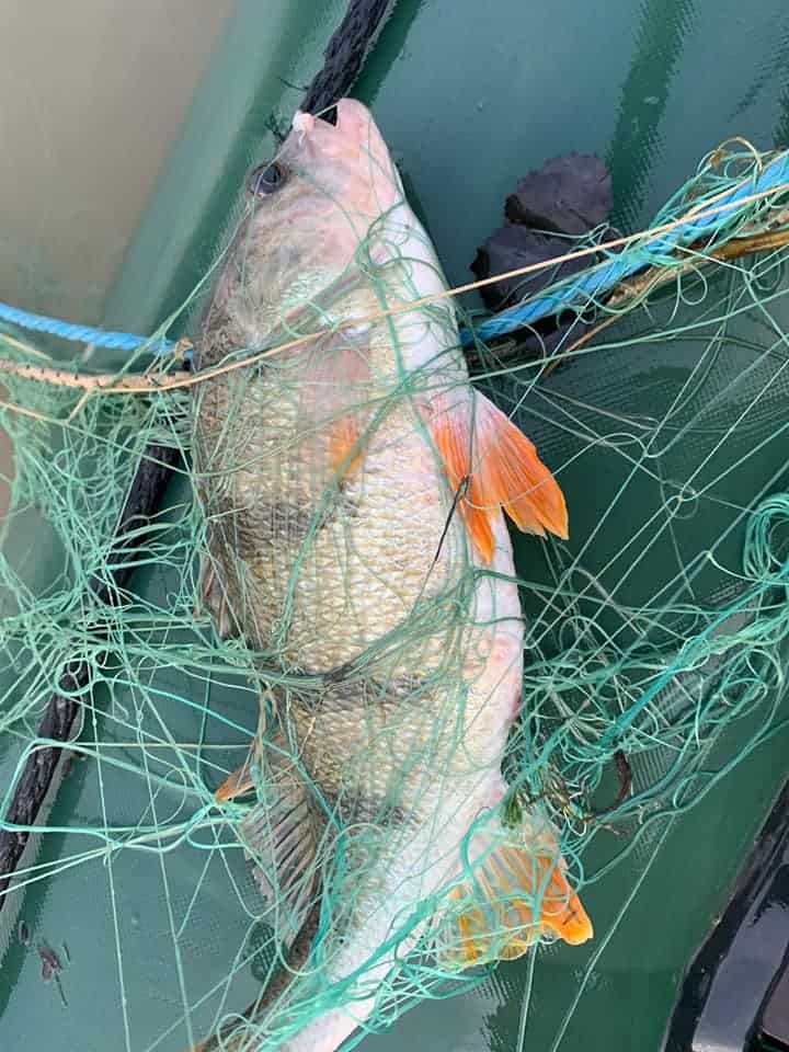 foto braconierii în acțiune pe olt - zeci de kilograme de pește găsit în plasele montate ilegal