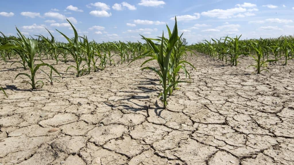 fermierii amenințați de secetă - tot mai mulți se indreaptă spre agricultura conservativă