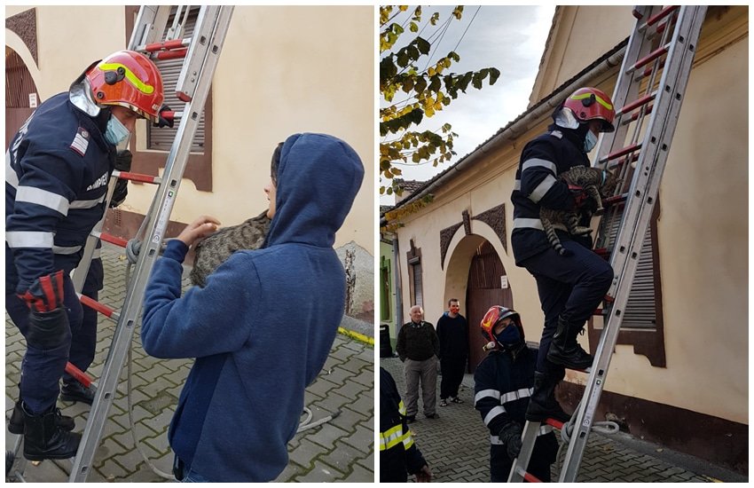 misiune inedită pentru pompieri la sibiu - au salvat o pisică de pe un bloc