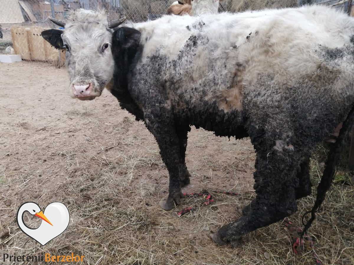 două vaci din gospodăria sibianului care le omora salvate în ultima clipă - a treia nu a mai rezistat