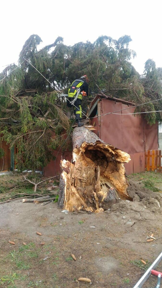 FOTO: Brad de 15 metri prăbușit peste mai multe garaje la Sibiu - Nu sunt victime