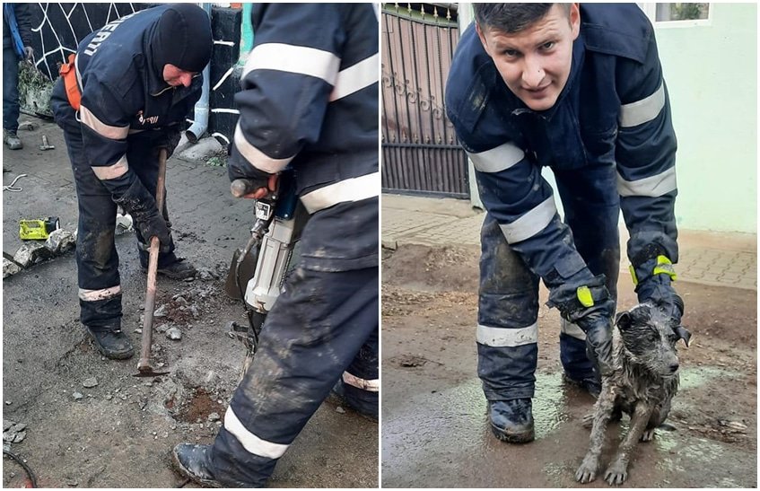 foto: câine blocat într-un canal la roșia - pompierii au reușit să îl salveze