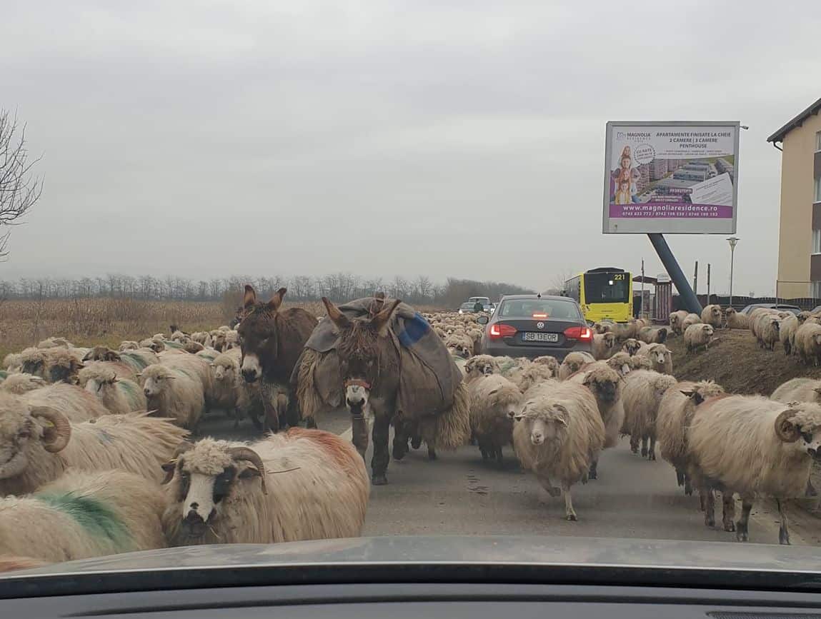 calea șurii mici invadată de oi - animalele au blocat traficul