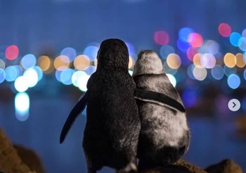 emoționant - doi pinguini văduvi se îmbrățișează