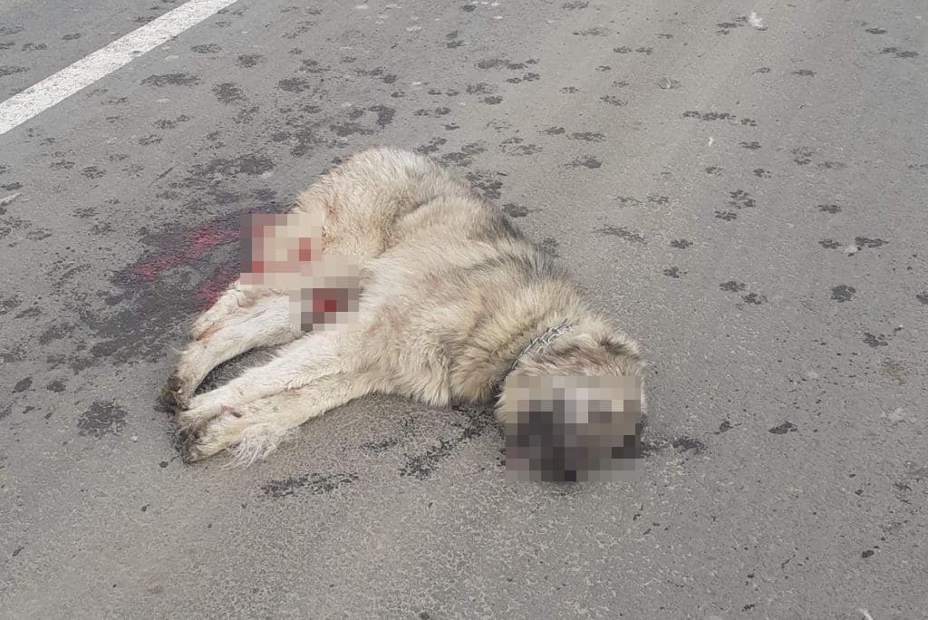 câine ucis de un camion pe șosea - stăpânul spune că a fost călcat intenționat