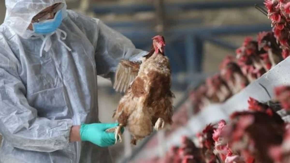 suedia: cel mai mare producător de ouă, afectat de gripa aviară