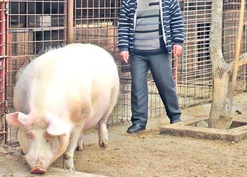 un sibian a fraierit un vâlcean - i-a vândut porci cu pestă porcină și au murit