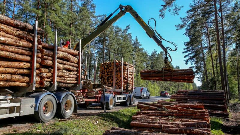 Reprezentant WWF - ”România vinde pădurile grosier”