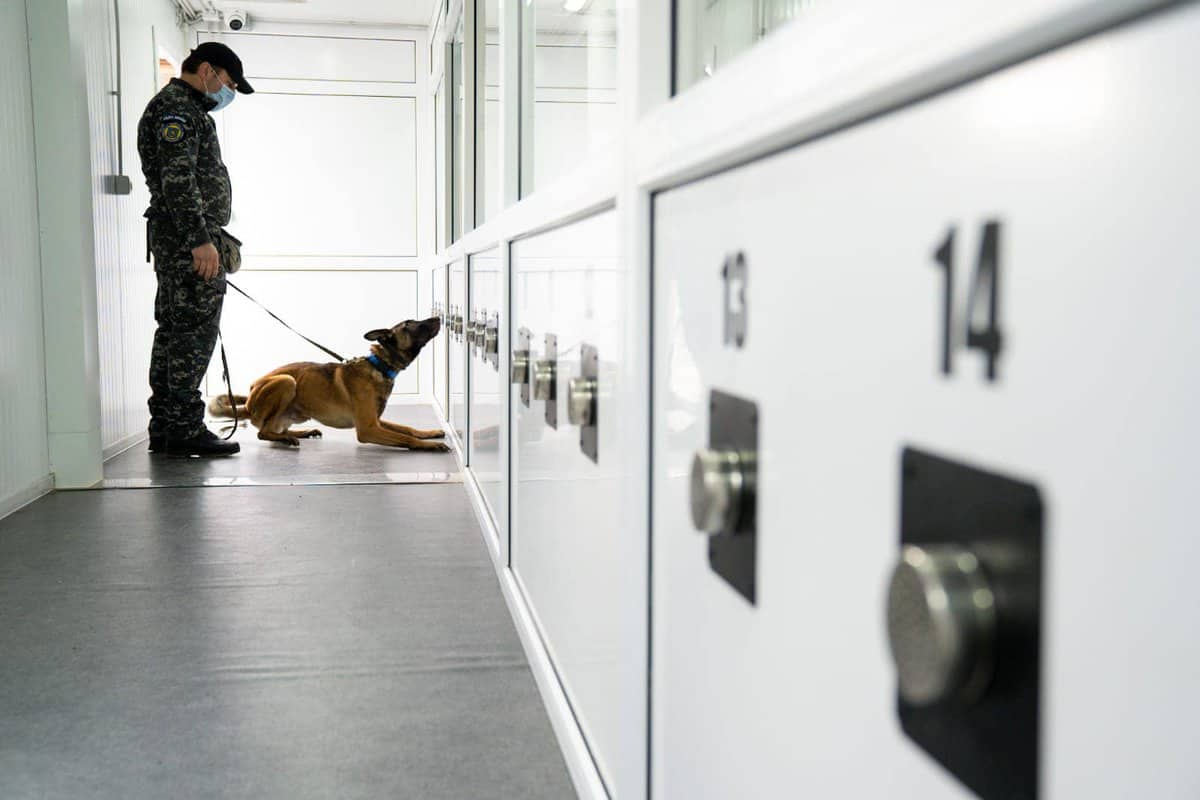 câinii dresați să depisteze persoanele cu covid, folosiți în următoarele două luni pe aeroportul din sibiu