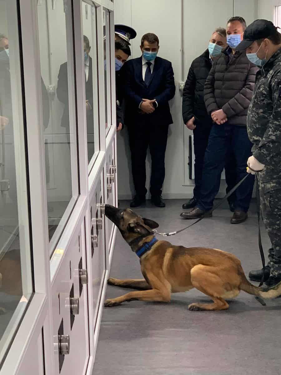 foto - unic în românia - la sibiu sunt antrenați singurii câini care detectează bolnavii cu covid-19
