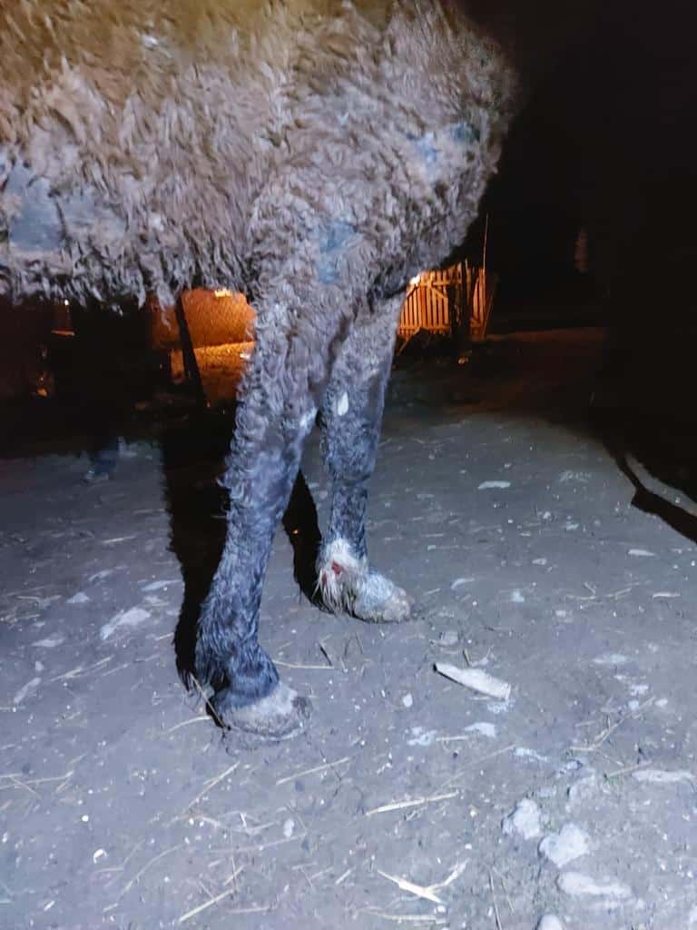 foto primul animal salvat de poliția animalelor - un cal din marpod