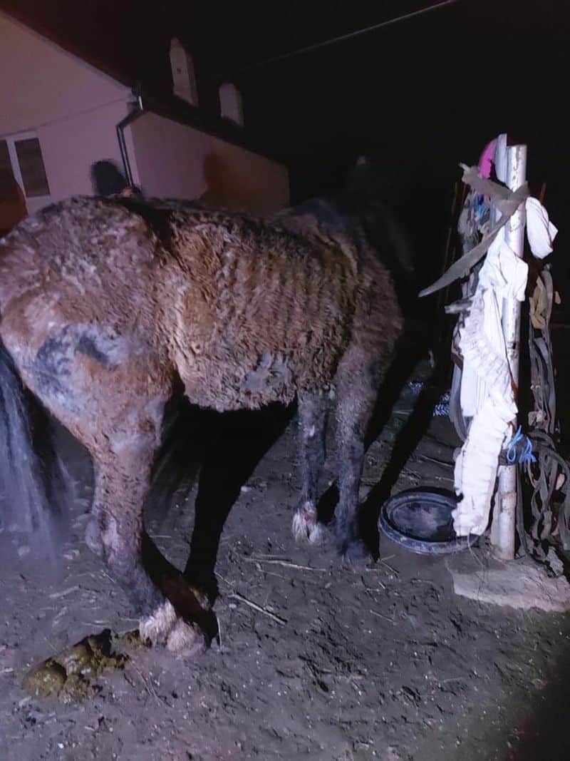 foto primul animal salvat de poliția animalelor - un cal din marpod