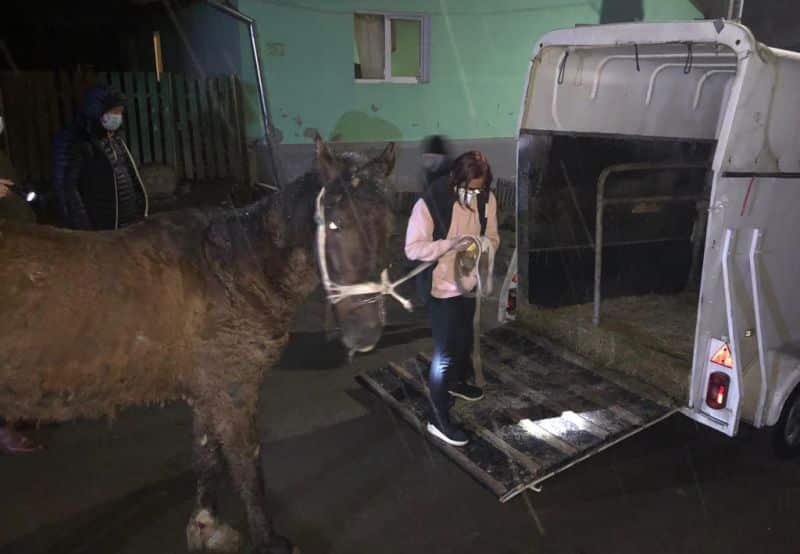 foto primul animal salvat de poliția animalelor - un cal din marpod