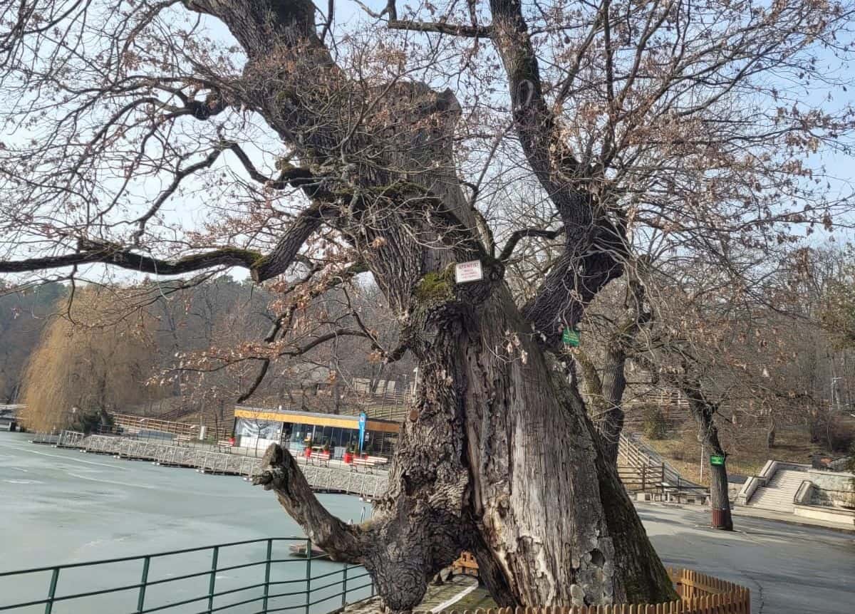 dispută pe „spinarea” celui mai bătrân stejar din sibiu - șeful psd-ului acuză, viceprimarul îl contrazice