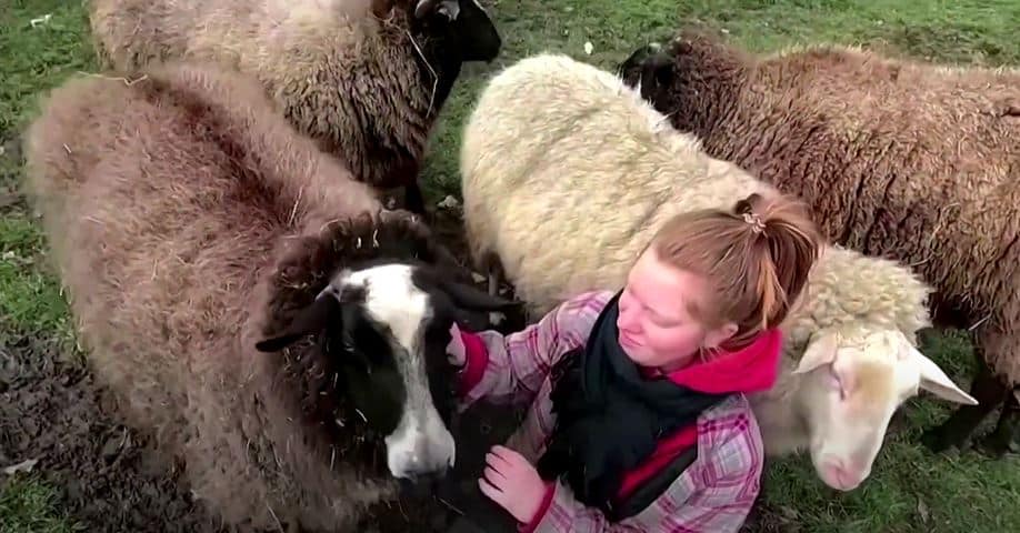 îmbrățișări cu oi pentru cei care se simt singuri în pandemie