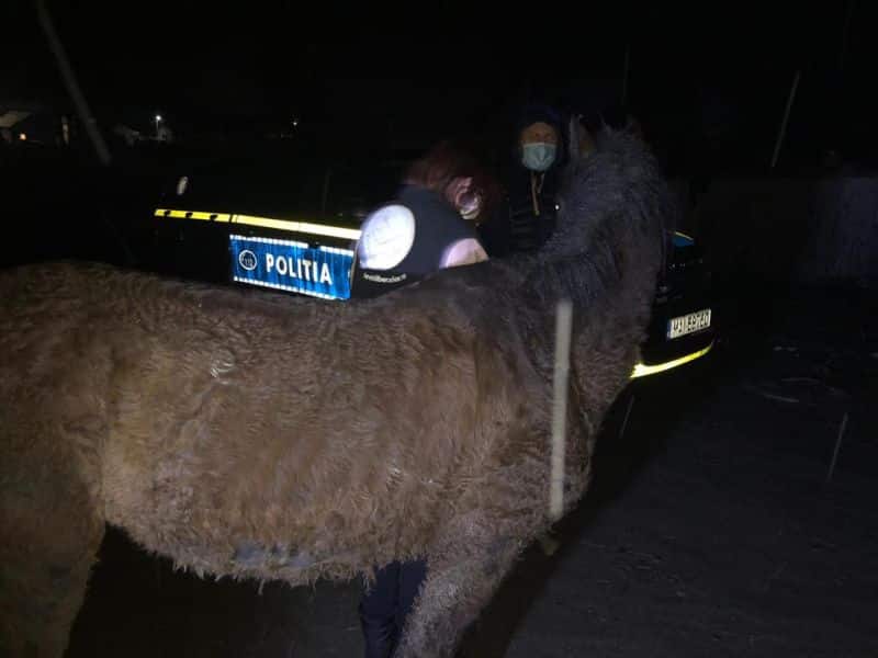 foto primul animal salvat de poliția animalelor - un cal din marpod