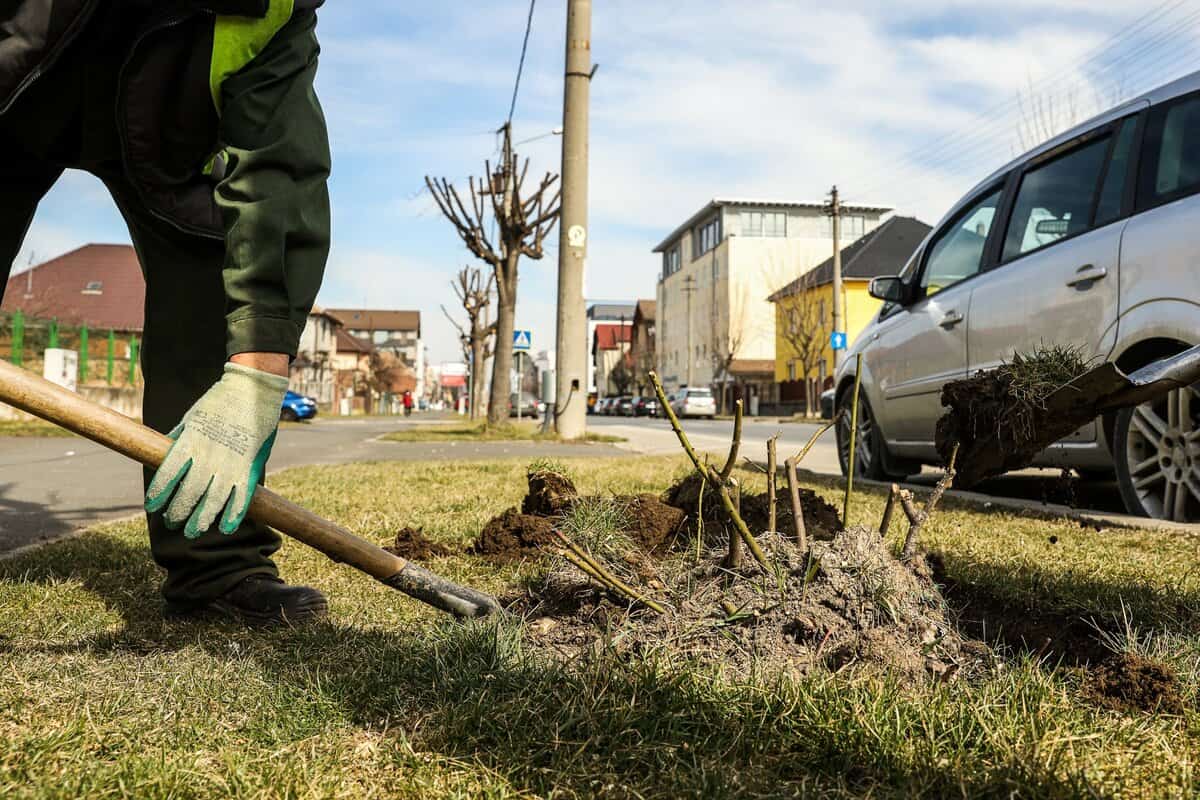 foto: au început lucrările de modernizare pe calea dumbrăvii - prima etapă: protejarea vegetației