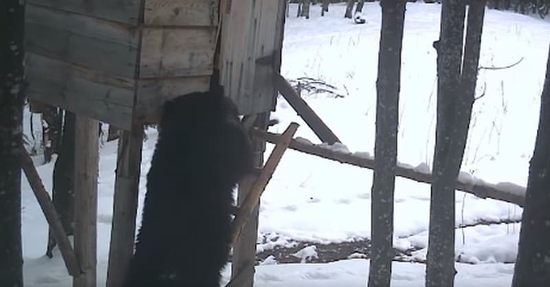 video: urs surprins “la furat” de porumb în caraș-severin