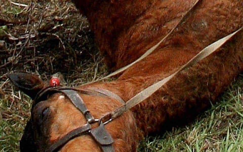 cal bătut cu cruzime la cârțișoara - vinovații sunt cercetați penal