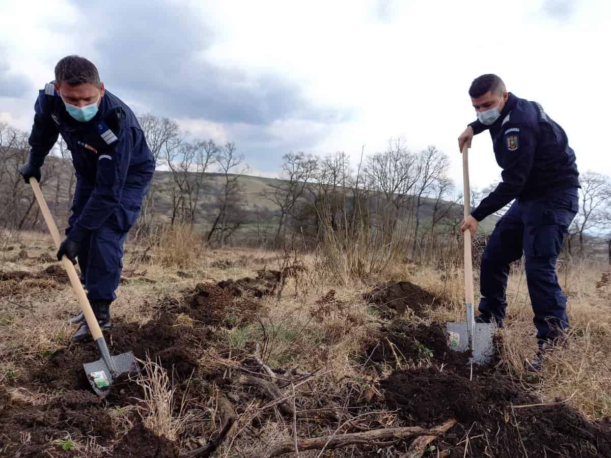 foto: jandarmii au plantat 171 de stejari în daia