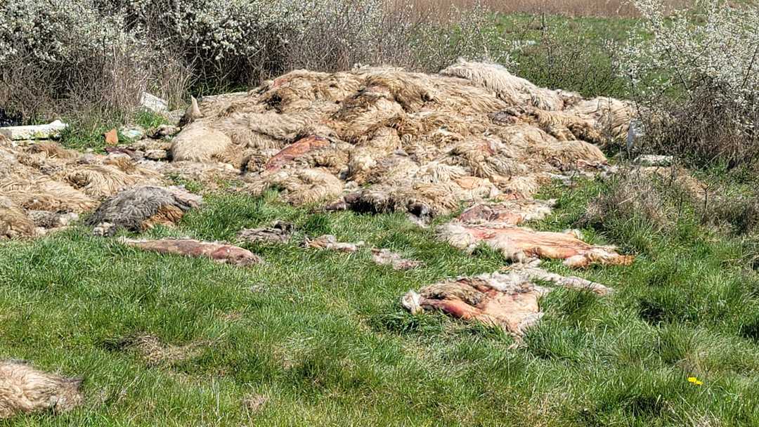 video - foto focar de infecție lângă avantgarden - sute de piei și organe de oi aruncate pe câmp