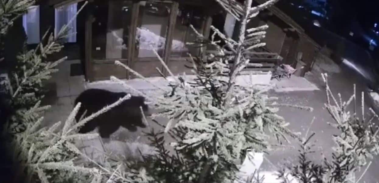 video - urs ”în vizită” la o pensiune din păltiniș - ”turiștii au ieșit afară să-l vadă”
