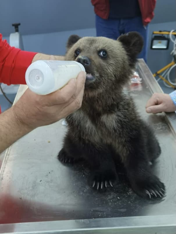 video - pui de urs salvat la porumbacu de sus - va fi dus la zoo sibiu