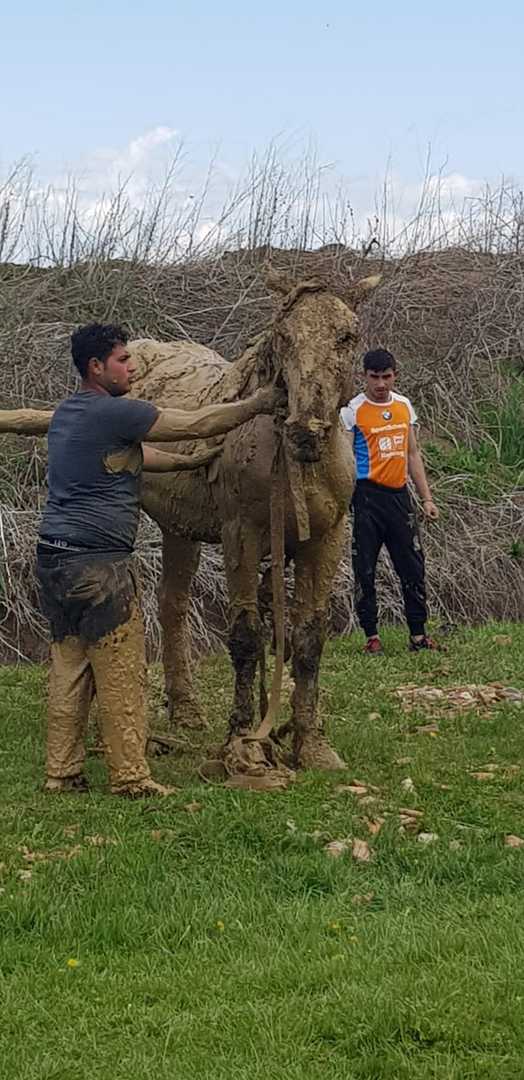 foto - cal salvat de pompieri dintr-un canal cu mâl la apoldu de sus