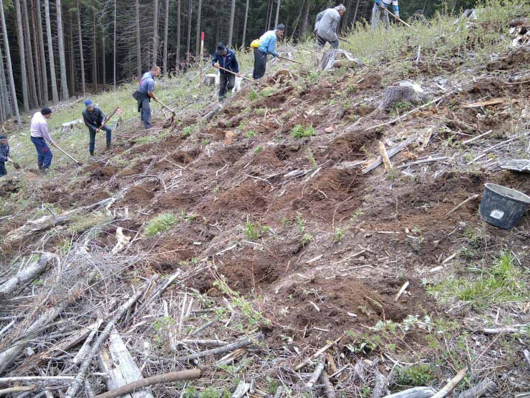acțiune de împădurire la rășinari - au fost plantați peste 55.000 de puieți
