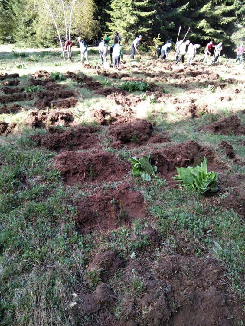 acțiune de împădurire la rășinari - au fost plantați peste 55.000 de puieți