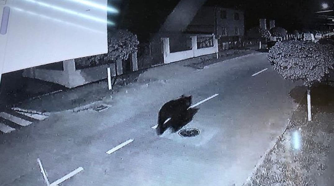 urs văzut duminică noapte pe strada măgurii din cisnădie - ”nu e prima dată când vine”