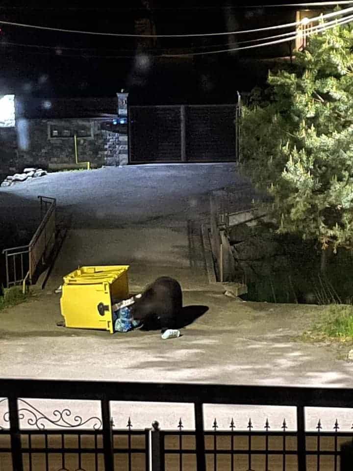 foto: ursul ”tomberonez” din cisnădie - a cutreierat orașul în căutare de mâncare