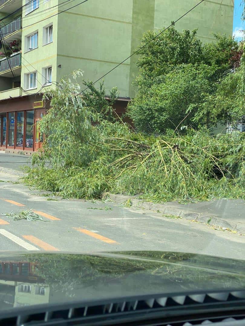 copac rupt de vânt pe mihai viteazu - a căzut pe trotuar
