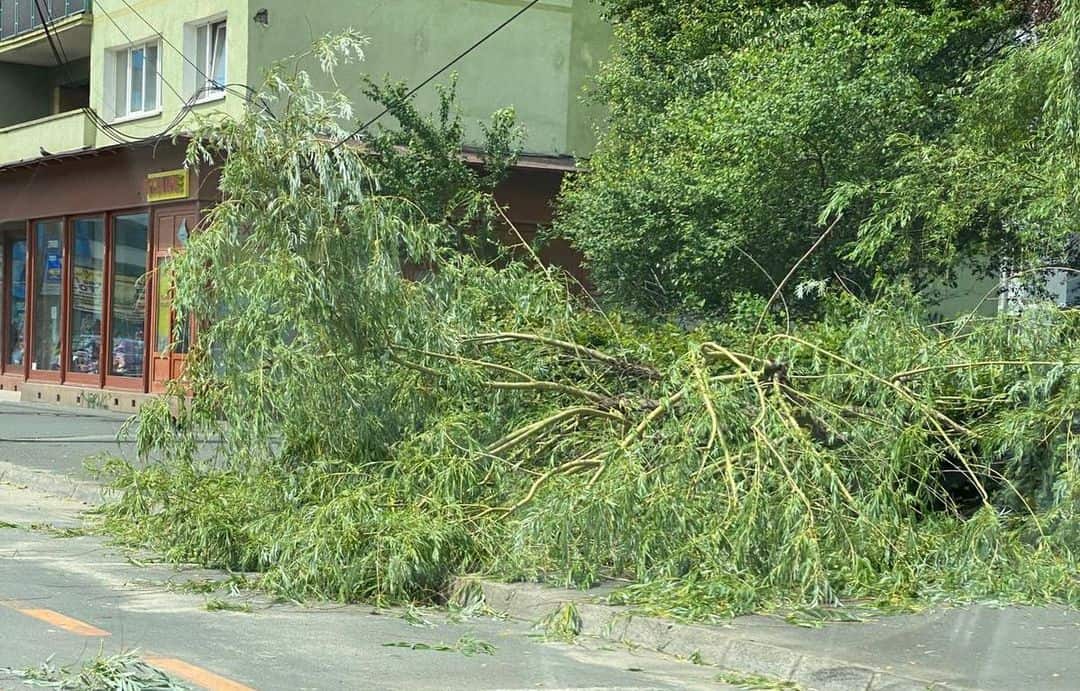 copac rupt de vânt pe mihai viteazu - a căzut pe trotuar