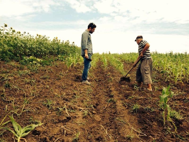 străinii cumpără pământ românesc. au fost vândute 5% din terenurile agricole