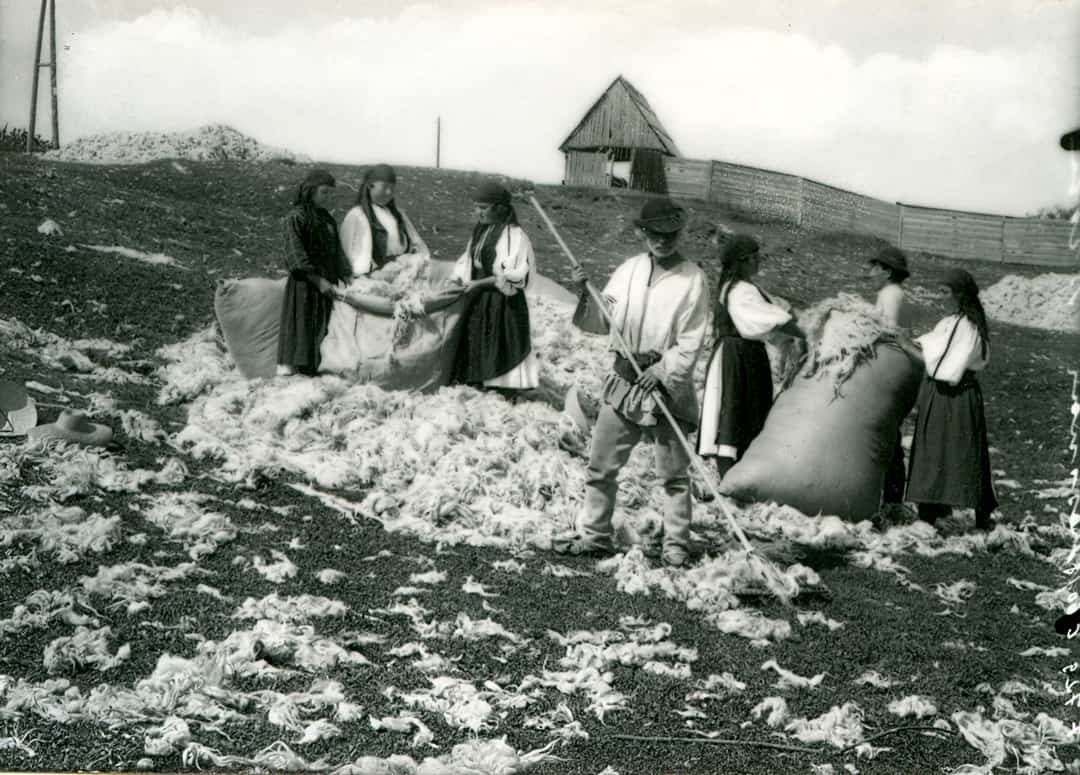 sibienii invitați să învețe cum se tund oile - în weekend la muzeul în aer liber