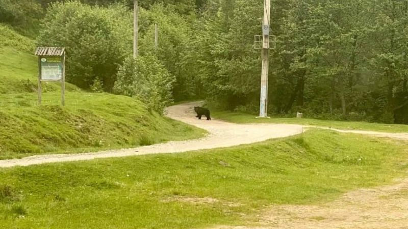 urs văzut pe valea ștezii - fiți cu ochii în patru