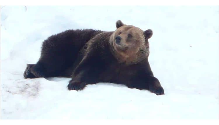 proiect legislativ - urșii agresivi vor putea fi împușcați în 24 de ore