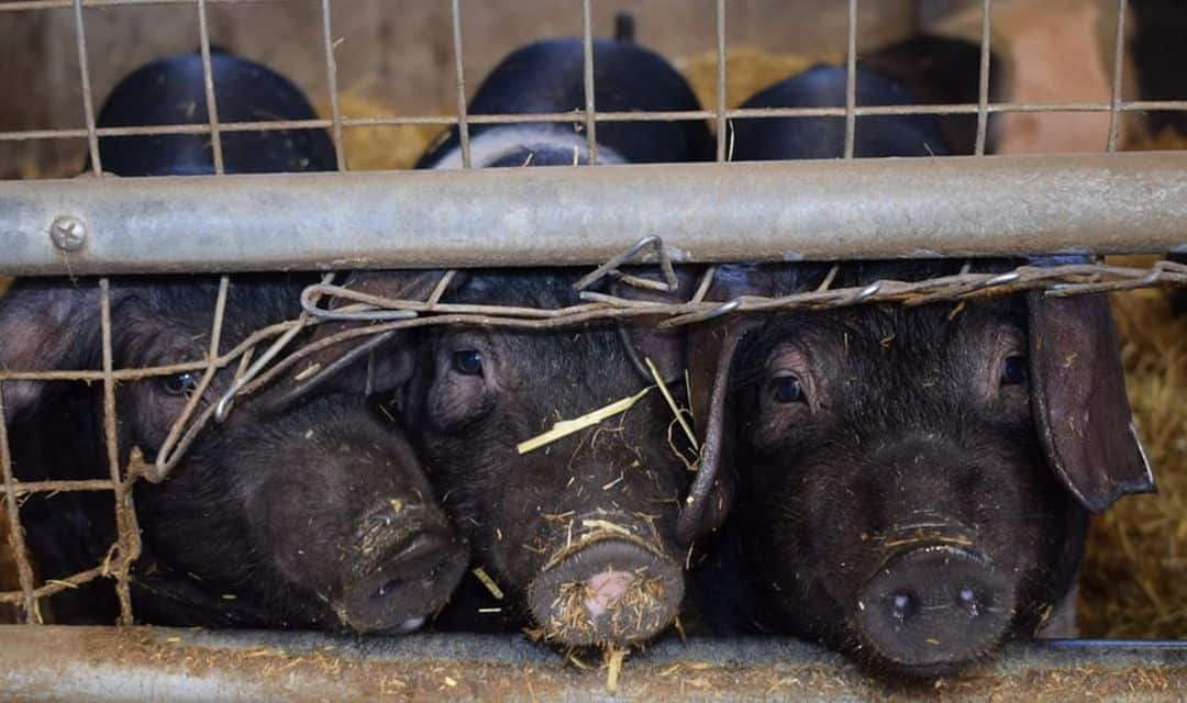 comisia europeană va interzice cuștile pentru animalele din ferme - măsură a fost cerută de peste un milion de oameni