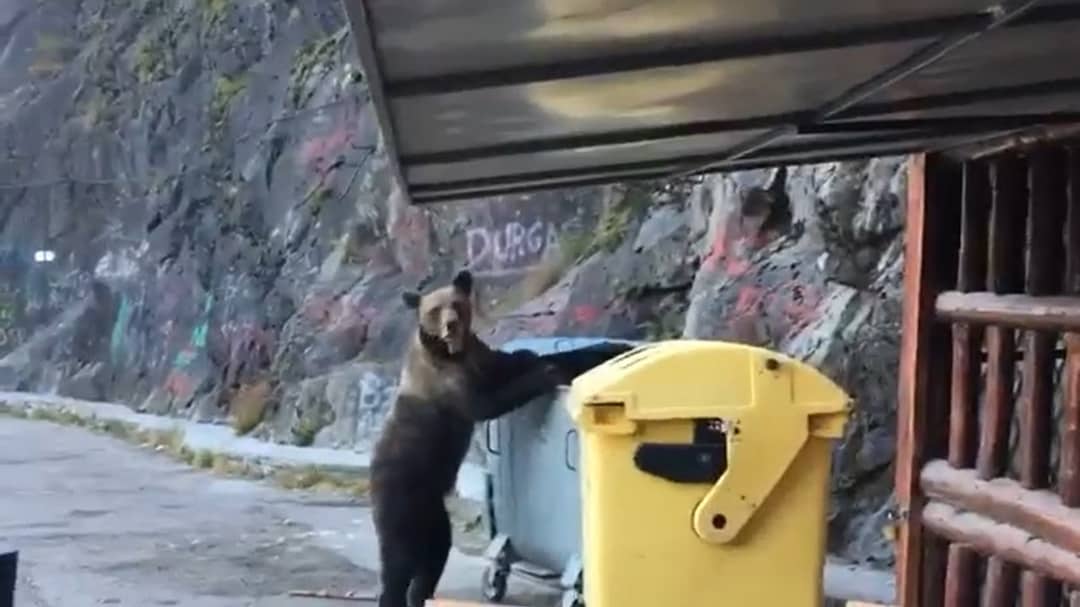video un urs flămând caută în tomberoane pe transfăgărăşan - oamenii îl filmează în loc să se îndepărteze