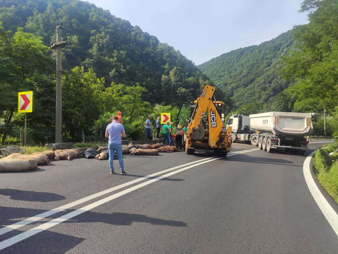 update: tir încărcat cu porci, răsturnat pe valea oltului la câineni